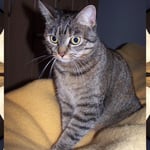 März 2009 - Kessy trettelt im Schlafzimmer ...