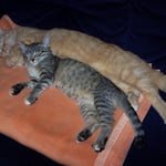 16.09.2007 - Es ist jedesmal das Gleiche, immer kommt sie angekrochen ...