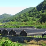 In diesen Tunnelzelten werden Baumpilze, wie z.B. der Shiitake, gezüchtet.