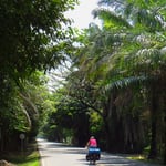 Oelpalmen-Plantagen entlang der Strasse spenden etwas Schatten.