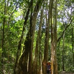 Der Würgfeigenbaum bildet oft bizarre Geflechte. 