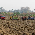 Die Maniok-Ernte ist in vollem Gange. Harte Knochenarbeit.