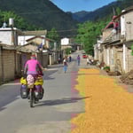 Auf der Strasse wird Mais getrocknet.