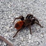 Die Tarantel ist gross!