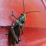 Eine besonders schöne Heuschrecke.