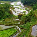 Reisterrassen in der Nähe von Banaue.