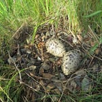 Gelege des Austernfischers. Nach einer Stunde hat eine Krähe die Eier gestohlen.