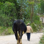 Manche Ochsen, die die Bauern für die Feldarbeit brauchen, sind riesig.