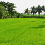 Das filigrane Grün der Reispflanzen begeistert uns immer wieder.