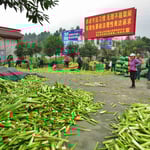 Hier wird Zuckerrohr in Säcke abgefüllt.