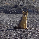 . . . und zeigt vor Bea kaum scheu.