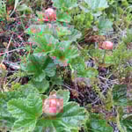 Hmmm, Moltebeeren! Die gibts (fast) nur im hohen Norden.