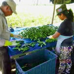 Hier werden Okra für den weltweiten Export geerntet. Man kennt das Gemüse bei uns in Europa vor allem aus der indischen Küche.