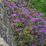 Violetter Rhododendron in voller Blüte.