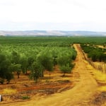 Olivenhaine über viele Quadratkilometer.