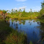 Mehr als 50% der Landfläche von Belize stehen unter Naturschutz.