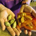 Auf dem Kulturfest in Ayutthaya wird Muschelgeld ausgegeben. 1 Muschel = 10 Bat.