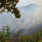Auf dem Weg nach Mandalay sehen wir diverse Waldbrände, einige direkt an der Strasse.