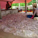 Hier werden grosse Quallen sortiert und beschnitten. Auch sie stehen auf dem Speiseplan der Vietnamesen.