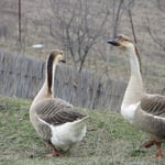 Gänse, Enten, Ziegen, Schafe können plötzlich auf die Strasse laufen.