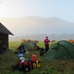 Weniger gemütliches Morgenessen auf der Kuhweide