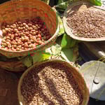 Gehackte Betelnüsse zum Kauen. Aufpassen, dass man nicht dauern in den hingespuckten, roten Saft tritt.