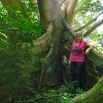 Und immer wieder Baumriesen!