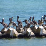 An der Karibikküste sehen wir hunderte Pelikane.