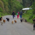 Ist eine Hündin läufig, sind alle Dorfrüden hinter ihr her.