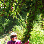 Die Pflaumenbäume entlang der Strasse lassen wir uns nicht entgehen.