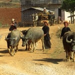 Wasserbüffel sind wichtige Arbeitstiere.