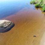 Das Wasser ist wegen des moorigen Bodens braun, aber absolut sauber.