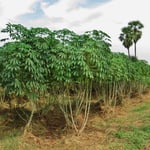 Hier wächst Maniok. Die Stauden werden zwei Meter hoch.