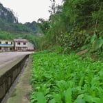Noch auf kleinsten Flächen wird Gemüse angebaut. Hier entlang der (vielbefahrenen) Strasse.