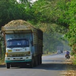 Zuckerrohr neben und auf der Strasse. Täglich begegnen uns mehr als hundert dieser Lastwagen.