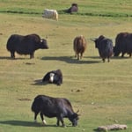 Eine Herde Jacks vor Sary-Tash.