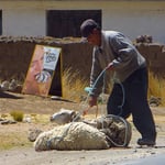 Wie geht das ein einem erzkatholischen Land? Der katholische heilige Franz von Assisi gilt als Schutzpatron der Tiere.