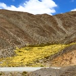 Gibt es Wasser, wird es rasch grün (oder zumindest gelb).