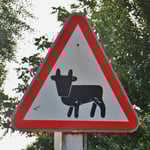 Usbekische Kuh. Über die verschiedenen Warnschilder könnte man ein Buch schreiben.