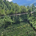 Tee wird bis in steilste Lagen angebaut.