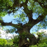 Es gibt im Land auffallend viele grosse Bäume.