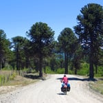 Araukarien, urtümliche Bäume, die unter striktem Schutz stehen.