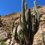 Mehr Baum als Kaktee.