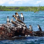 Rechts drei Galapagos-Pinguine.