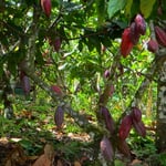 Kakaobäume mit reifenden Früchten, sie enthalten die als Kakaobohnen bekannten Samen.