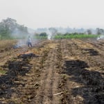 Überall werden die abgeernteten Zuckerrohrfelder abgefackelt.