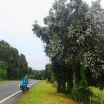 Wunderschön, die blühenden Bäume.