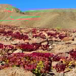 Blühende Wüste - wunderschön!