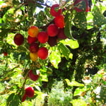 Sooo gut, die feinen, reifen Früchte!