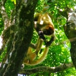 . . . bewerfen sie uns mit Früchten und kacken und pinkeln auf uns herunter.